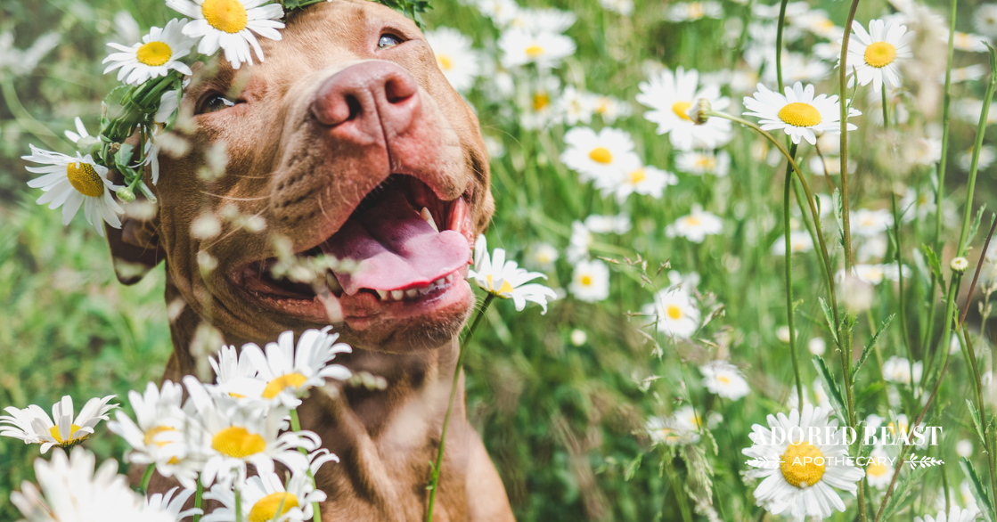 chamomile for dogs