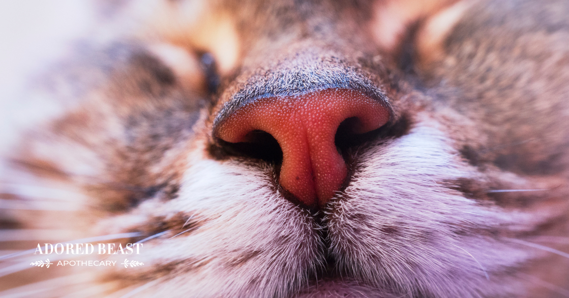 dry cat nose