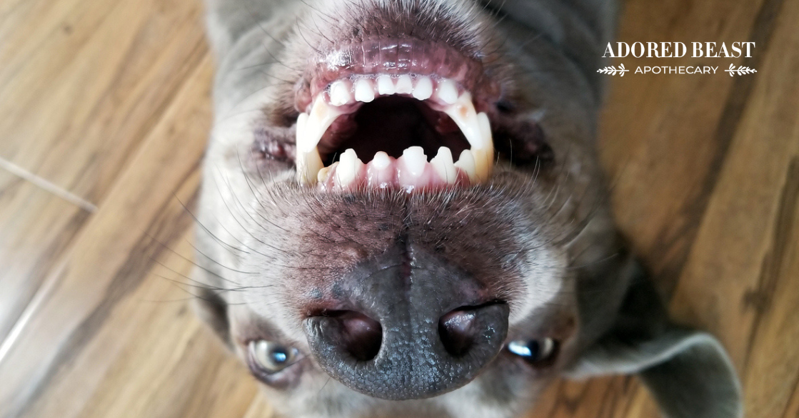 How to Brush a Dog’s Teeth: Protecting Those Pearly Whites