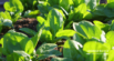 Can Dogs Eat Spinach?