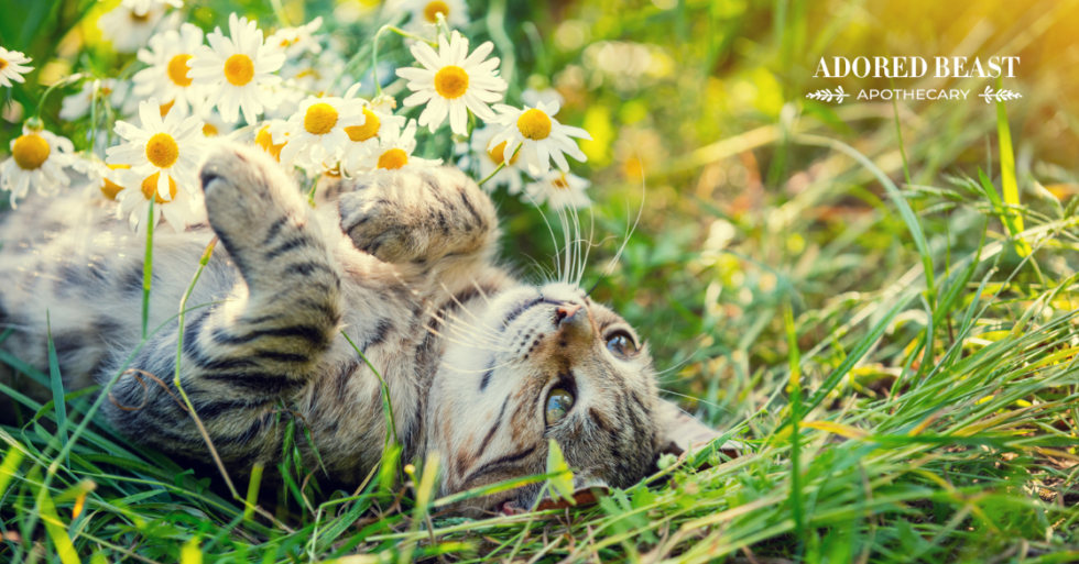 The Benefits of Chamomile for Cats