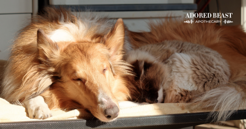 How Often Should You Wash Dog Beds (& How to Do it)