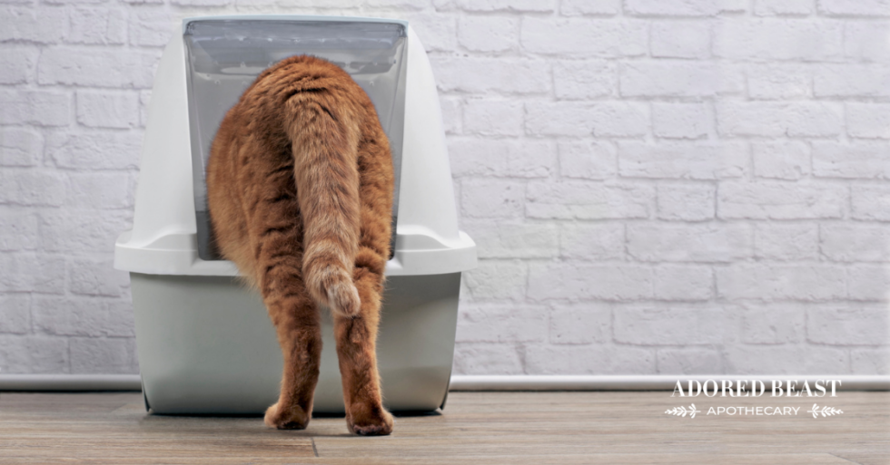 Cat Diarrhea Common Causes and Remedies
