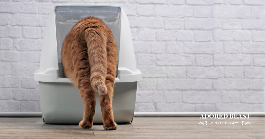 Cat Diarrhea: Common Causes and Remedies