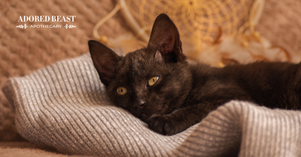 The Cat Flu Symptoms, Prevention, and Management