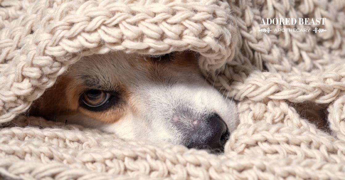 Is the Dog Flu Something You Should Worry About?