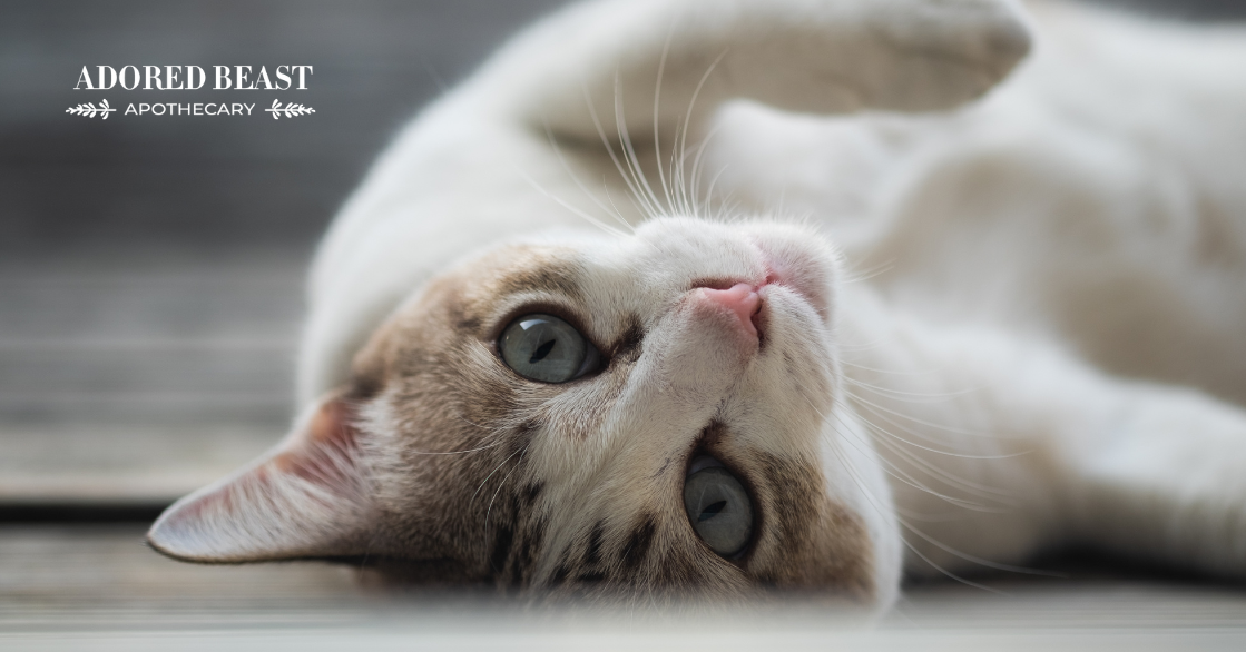 Understanding and Managing IBD in Cats Holistically