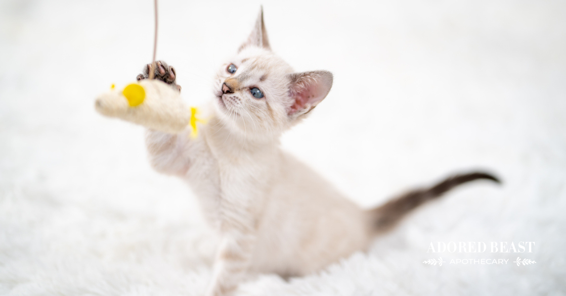 Paws and Play: Do Cats Need Exercise?