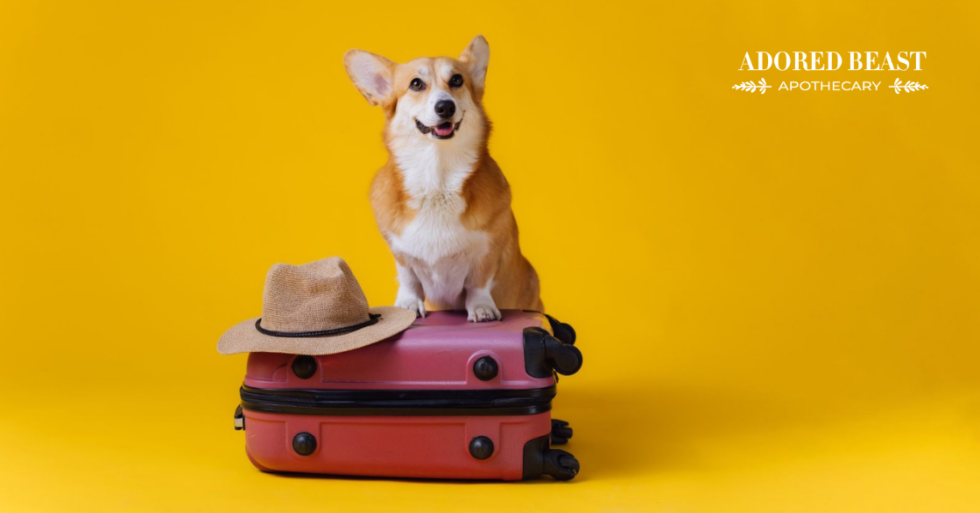 Dog Boarding Over the Holidays Tips & Advice