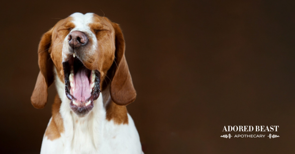 Understanding Reverse Sneezing in Dogs A Holistic Approach