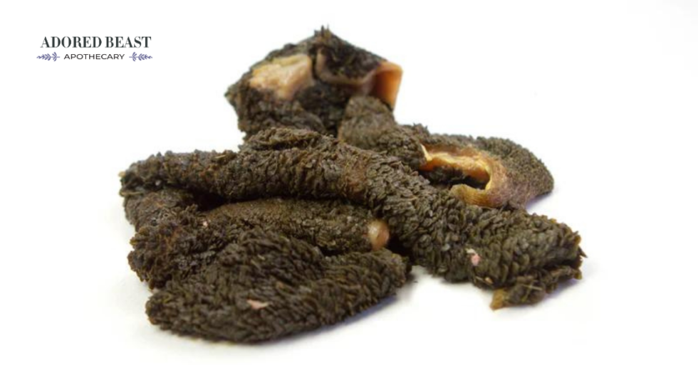 Green Tripe for Dogs A Stinking Good Time!