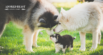 Dog Years to Human Years: Understanding & Boosting Canine Longevity