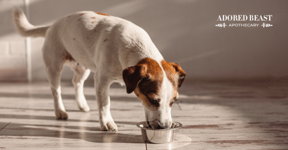 8 Great Inflammation Fighting Foods for Dogs