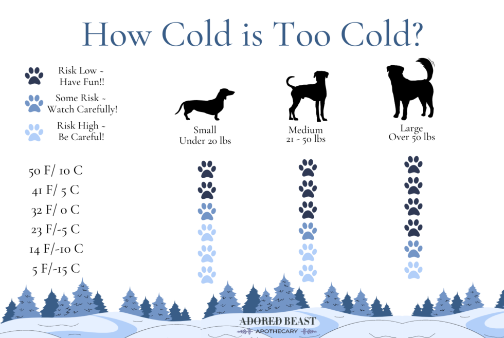 When Is It Too Cold To Walk Dog