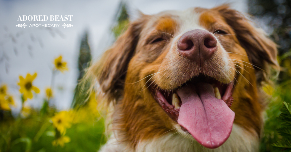 Supporting Your Dog’s Liver (+ a Surprising Link to Allergies!)