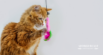 Paws for the Planet: 5 DIY Cat Toys