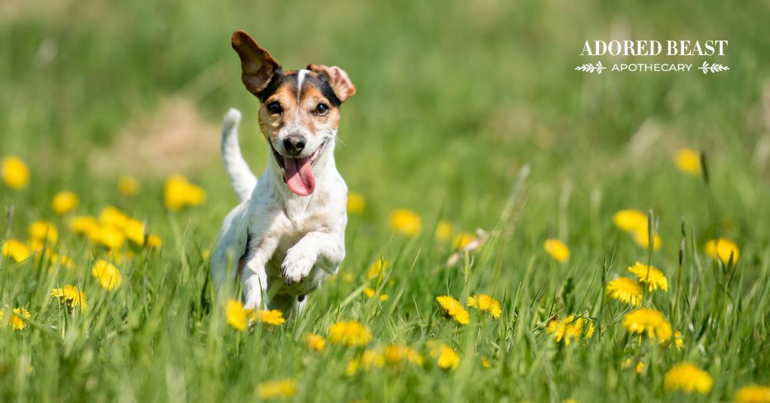Dandelion for Dogs and Cats: Pesky Weed or Superhero Herb?