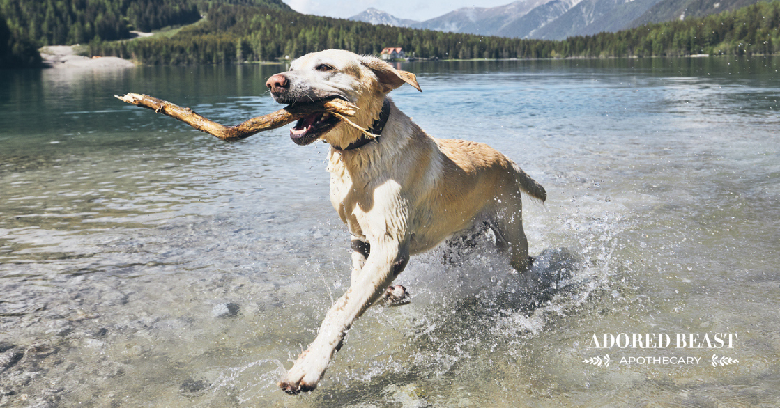Unleashing Vitality: How Much Exercise Does a Dog Need?