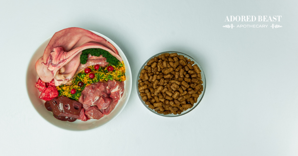 Switching to Raw Dog Food How to Make the Move