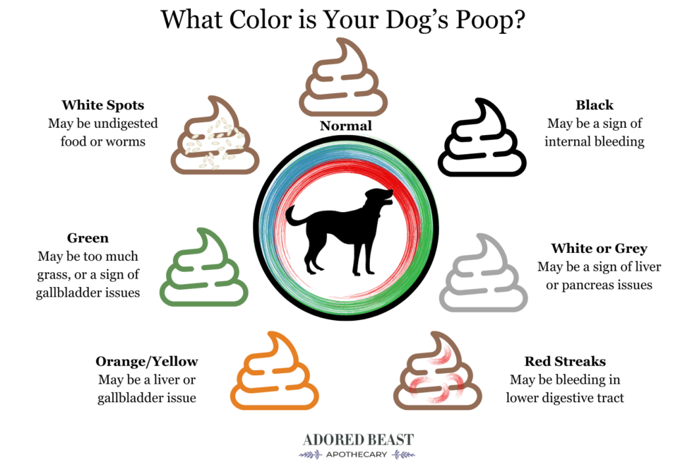 Dog Poop Color Chart: Causes and Next Steps