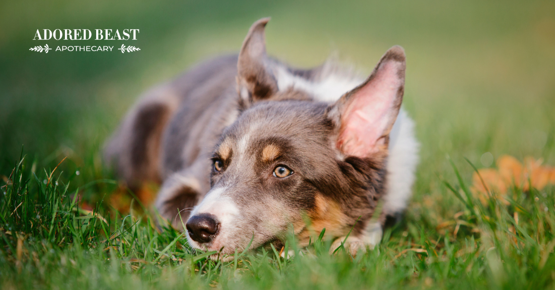 Epilepsy in Dogs: A Guide to Natural Management