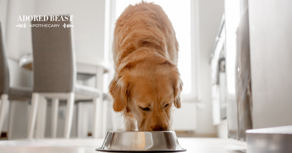 The Hows and Whys of Apple Cider Vinegar for Dogs