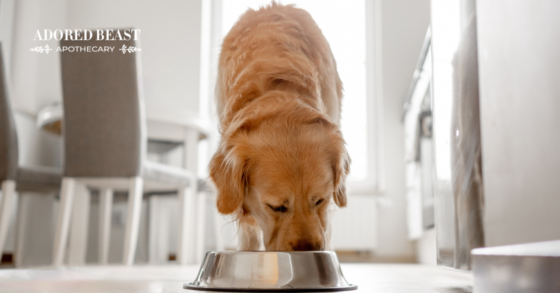 Fiber for Dogs: Why it’s Necessary + Natural Sources