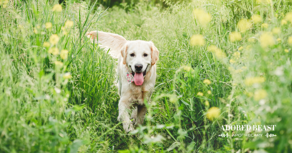 stress in dogs