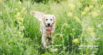 Understanding Stress in Dogs: Signs, Effects, and Natural Solutions
