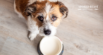 Is Your Dog Vomiting in the Morning? Understanding Hunger Pukes in Dogs & Cats