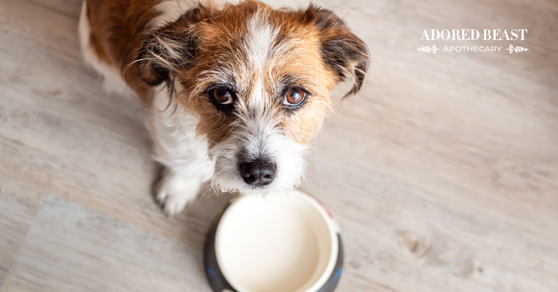 Is Your Dog Vomiting in the Morning? Understanding Hunger Pukes in Dogs & Cats