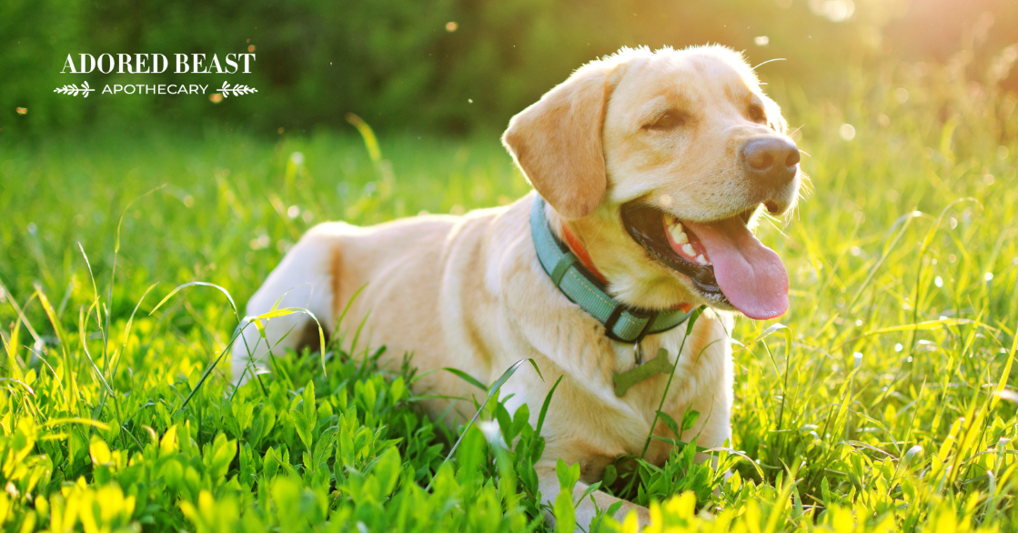 Natural Mosquito Repellent for Dogs: 3 Recipes
