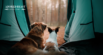 Tips and Tricks for Camping with a Dog
