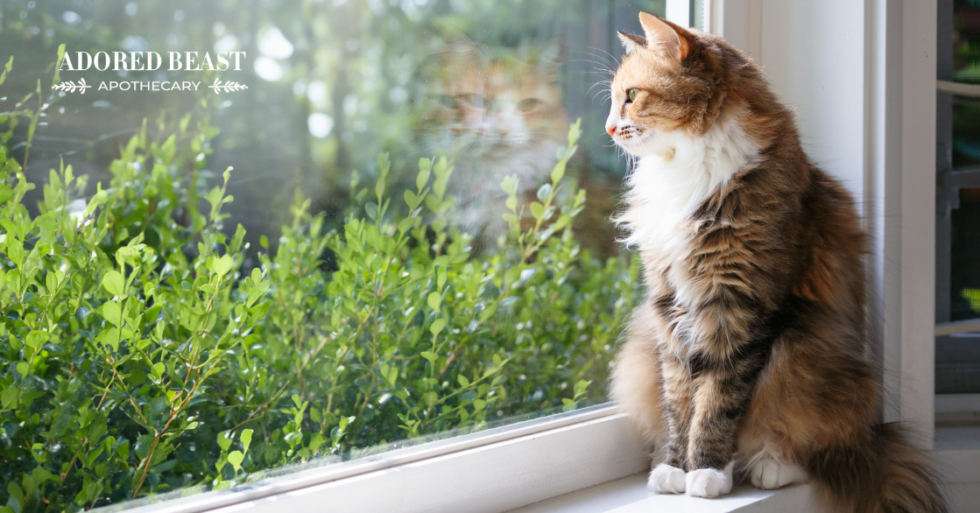 Signs Of Feline Dementia
