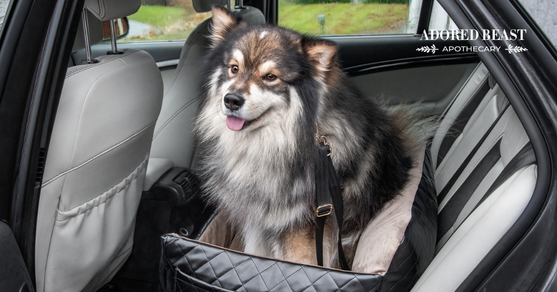 Car Sickness in Dogs: Causes, Symptoms, and Solutions