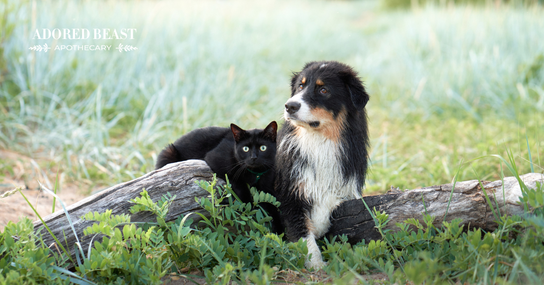 What is Fulvic Acid for Dogs and Cats?