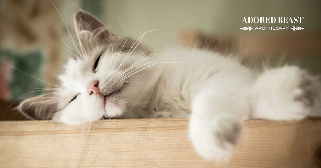 How to Support a Blind Cat: Creating a Safe and Loving Home