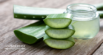 Aloe Vera for Dogs: Benefits, Uses, and Cautions