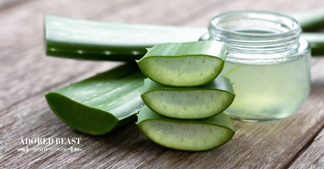 aloe vera for dogs