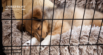 Crate Training a Puppy: 10 How-to Tips & Benefits