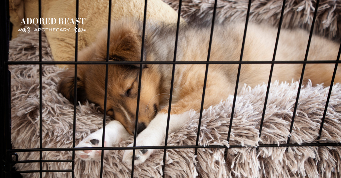 crate training a puppy