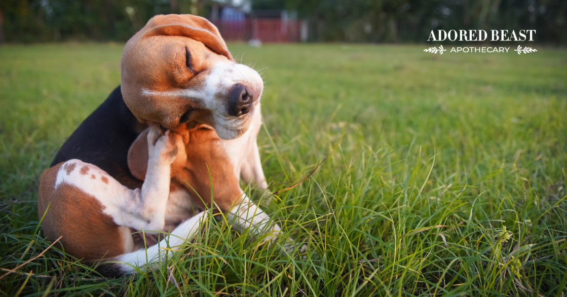 What Causes Allergies in Pets?