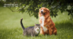 Homeostasis in Dogs and Cats: Understanding Its Importance