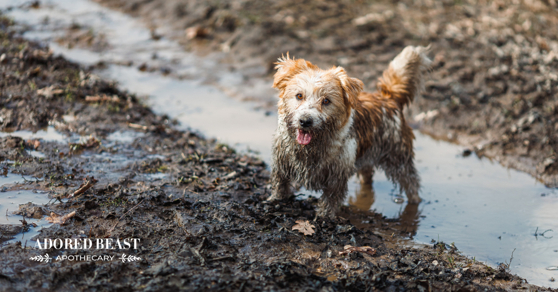 What’s the Difference Between Regular and Soil Based Probiotics for Dogs?