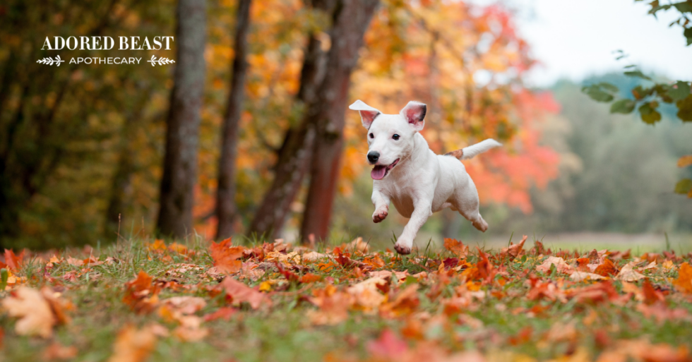 What is Anemia in Dogs and How to Help