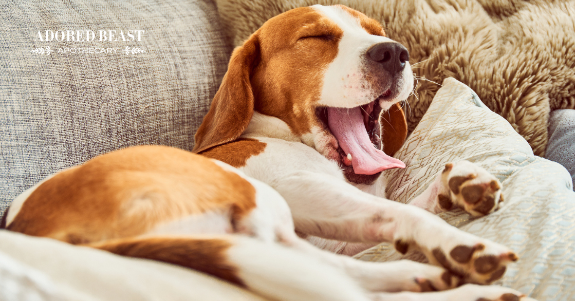 why do dogs yawn