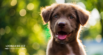 Dog Hiccups: Why Do They Happen?