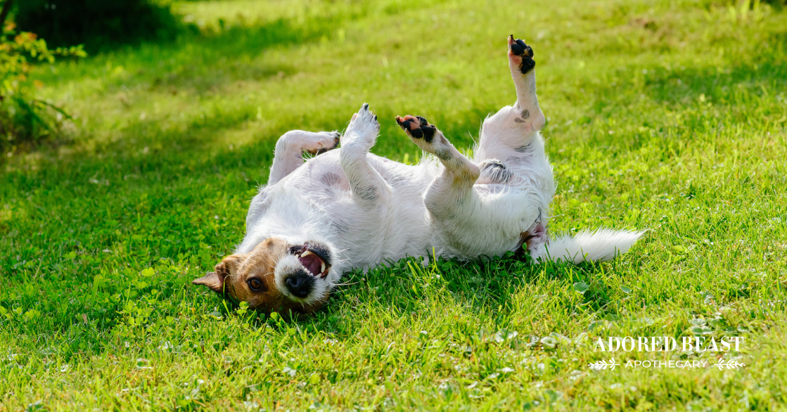 natural antihistamines for dogs