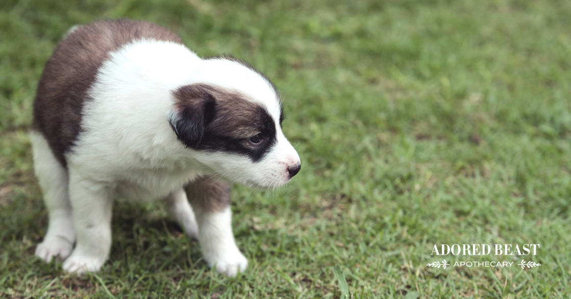 potty training a puppy