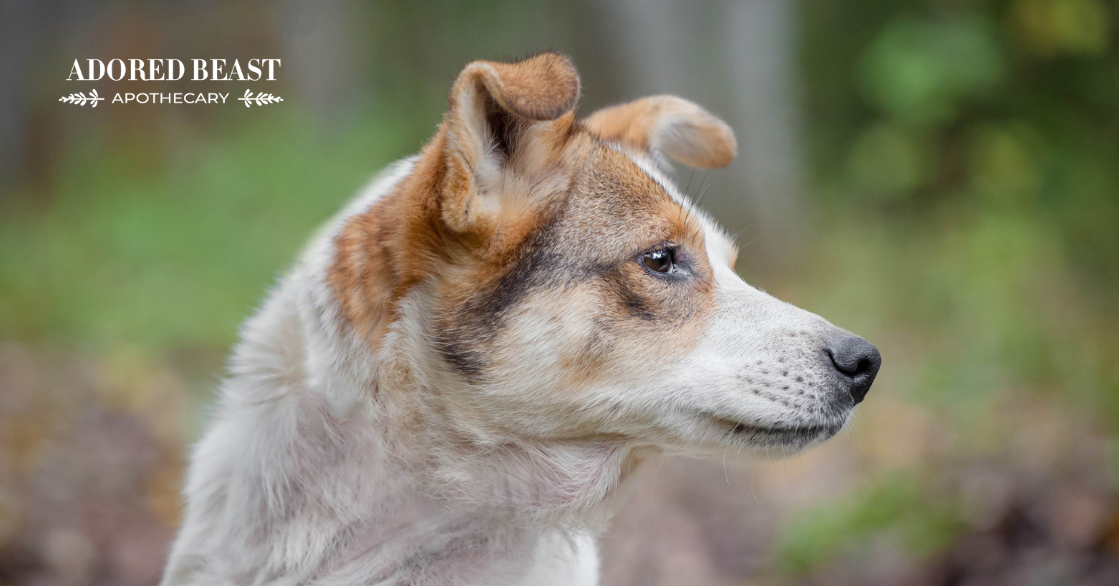 yeast in dogs